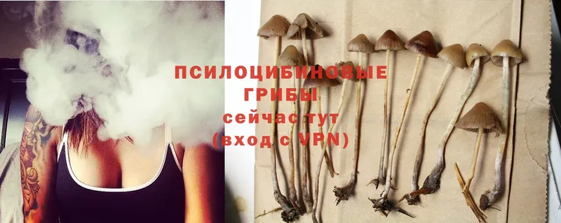 Галлюциногенные грибы Psilocybe  omg как зайти  Макушино 